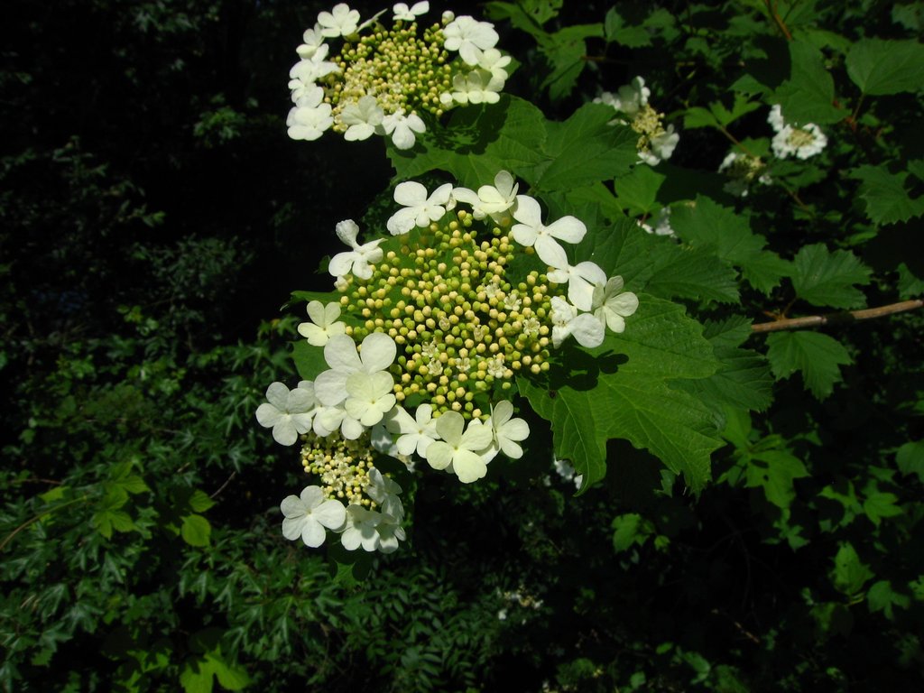 Viburnum opulus